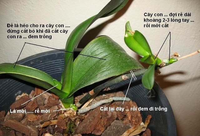 Cắt thân lan hồ điệp