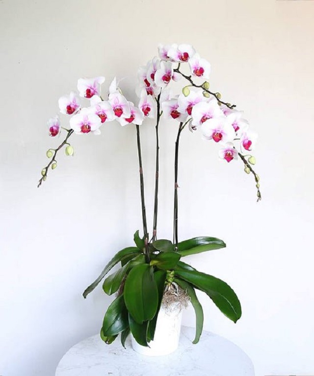 Chậu lan hồ điệp 3 cành mang ý nghĩa lớn về sự vững chắc, bình an