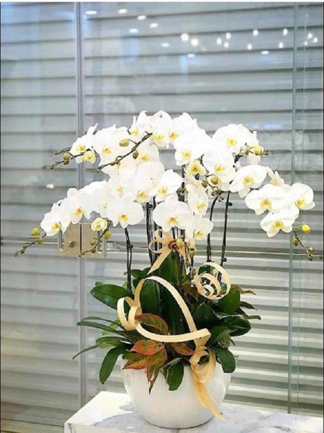 Chậu lan hồ điệp 8 cành mang ý nghĩa phát tài - phát lộc