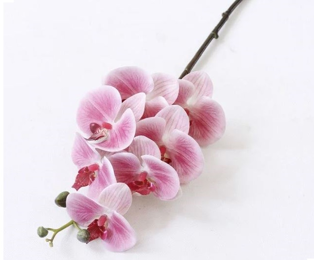Chọn cành hoa lan hồ điệp chất lượng để cắm bình trang trí Chọn cành hoa lan hồ điệp chất lượng để cắm bình trang trí