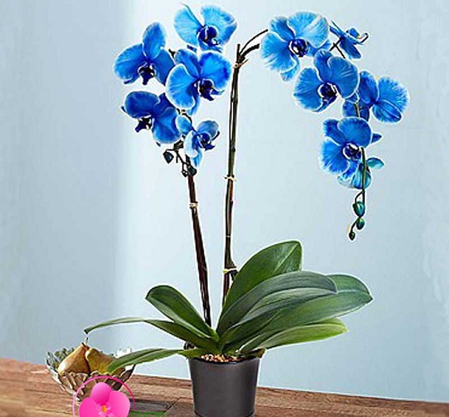 Chọn lan hồ điệp màu xanh cho người mệnh Mộc Chọn lan hồ điệp màu xanh cho người mệnh Mộc