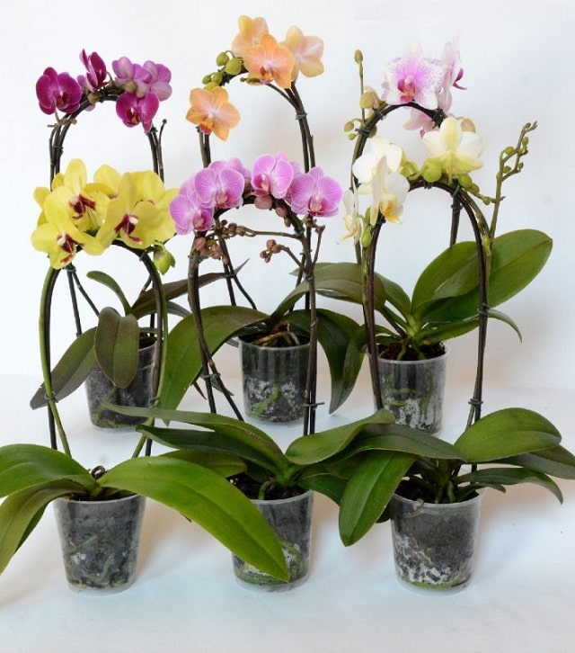 Đặc điểm của lan hồ điệp Đặc điểm của lan hồ điệp