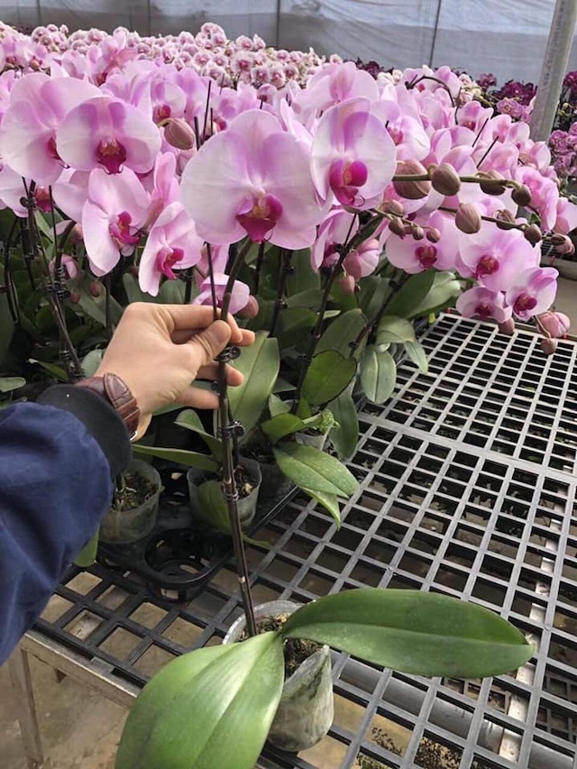 Đặt cây ở những nơi thông thoáng và khô ráo