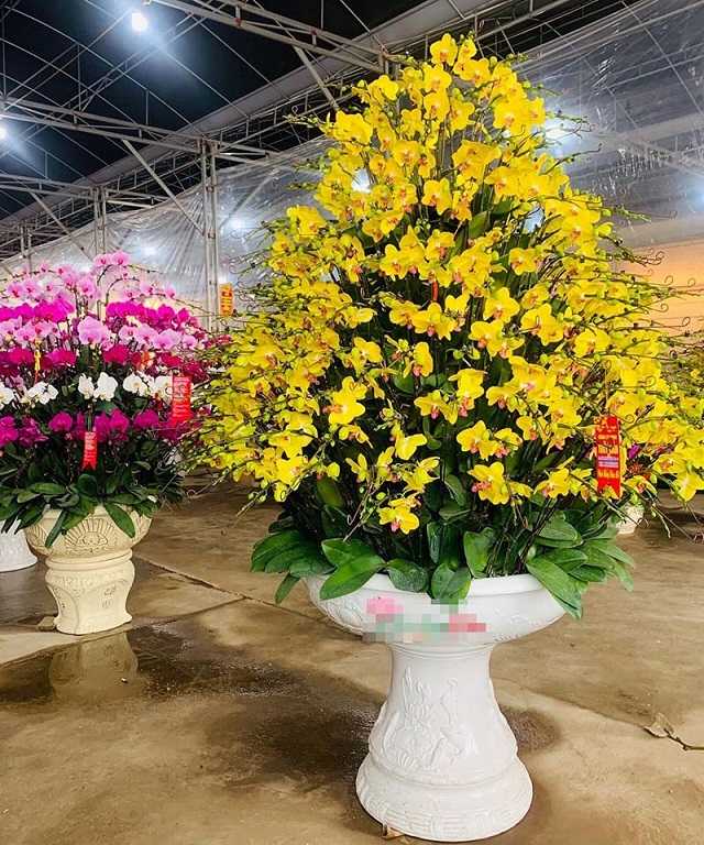 Đặt mua chậu lan hồ điệp lớn tại Vườn Lan Đà Lạt