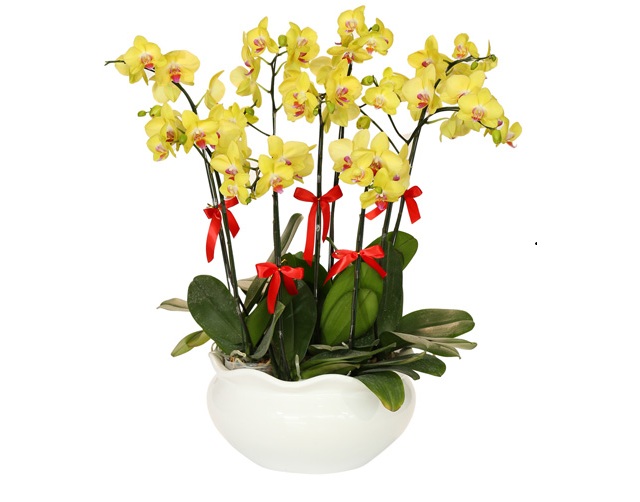 Ghé Vườn Lan Đà Lạt mua hoa hồ điệp chất lượng cao Ghé Vườn Lan Đà Lạt mua hoa hồ điệp chất lượng cao