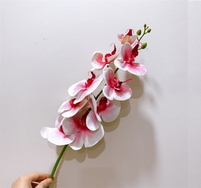 Giá lan hồ điệp cắt cành Giá lan hồ điệp cắt cành