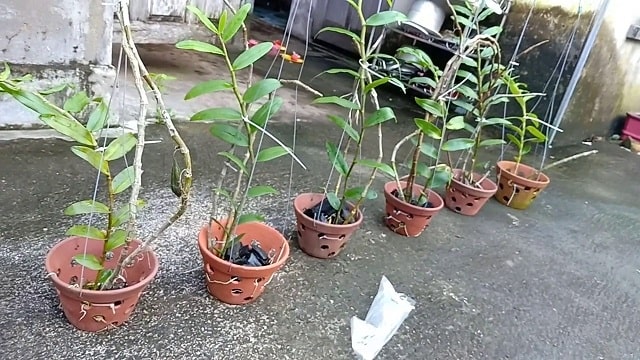 Giá thể dớn trồng lan hồ điệp