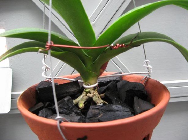 Giá thể than củi