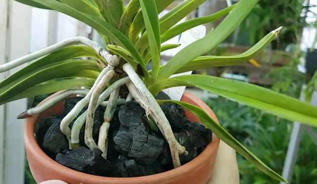 Giá thể trồng hoa lan hồ điệp