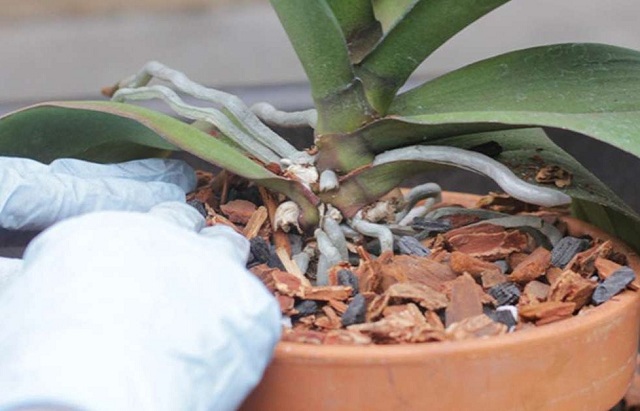 Giá thể vỏ cây thông