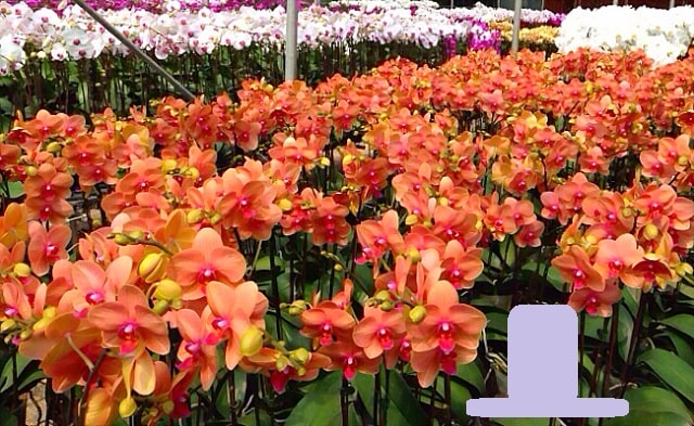 Giới thiệu về hoa lan hồ điệp Giới thiệu về hoa lan hồ điệp