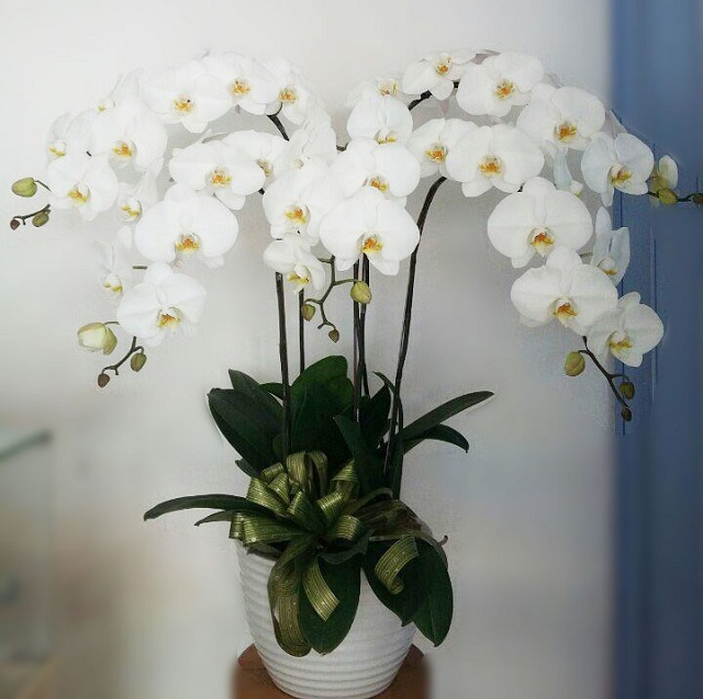 Giới thiệu về hoa lan hồ điệp Giới thiệu về hoa lan hồ điệp