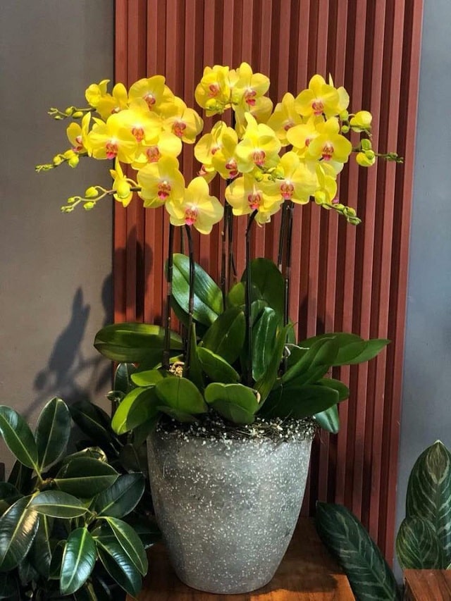 Hãy ghé Vườn Lan Đà Lạt Hãy ghé Vườn Lan Đà Lạt