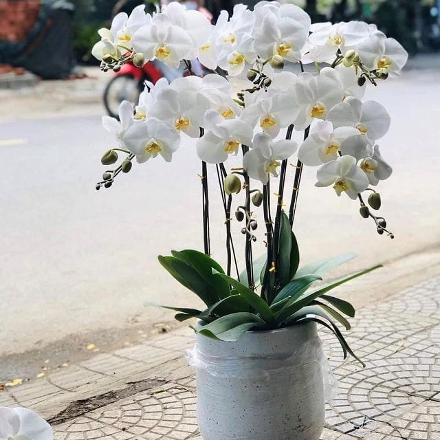 Hồ điệp trắng hợp mệnh Kim Hồ điệp trắng hợp mệnh Kim