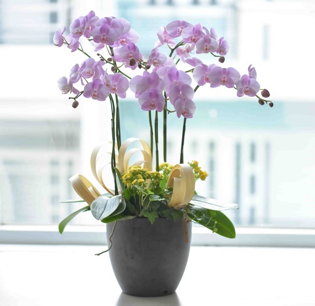 Hoa lan hồ điệp dễ dàng cuốn hút ánh nhìn