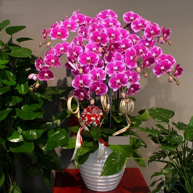 Hoa lan hồ điệp màu tím Hoa lan hồ điệp màu tím