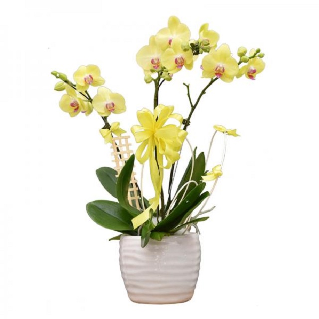 Khám phá chi tiết về ý nghĩa số cành lan hồ điệp