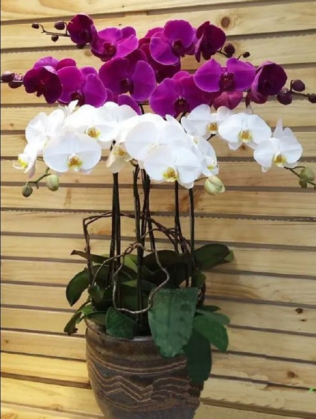 Khám phá ý nghĩa chậu lan hồ điệp 7 cành