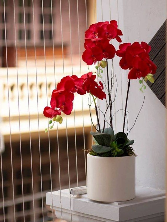 Lan hồ điệp đỏ cho người mệnh Hỏa Lan hồ điệp đỏ cho người mệnh Hỏa