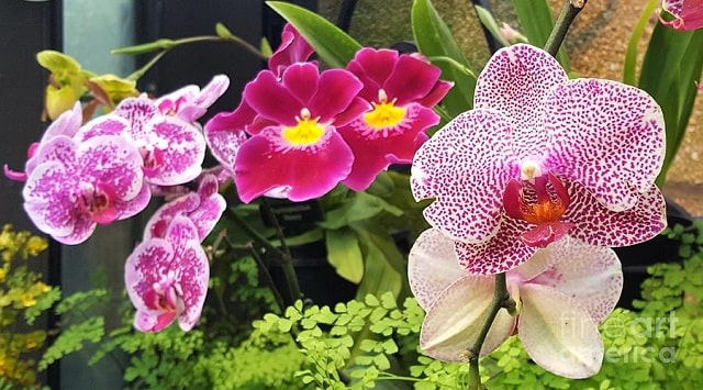 Lan hồ điệp đốm đa sắc Lan hồ điệp đốm đa sắc