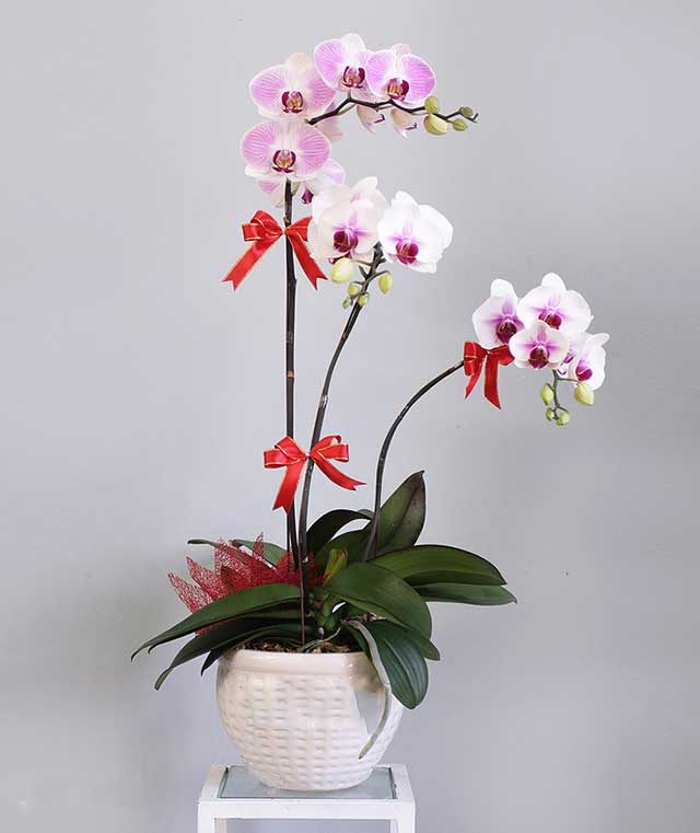 Lan hồ điệp không tự đẻ nhánh nhưng có thể thực hiện bằng tác động bên ngoài