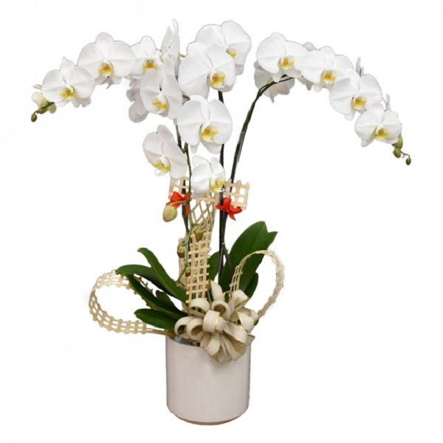 Lan hồ điệp là lan gì?