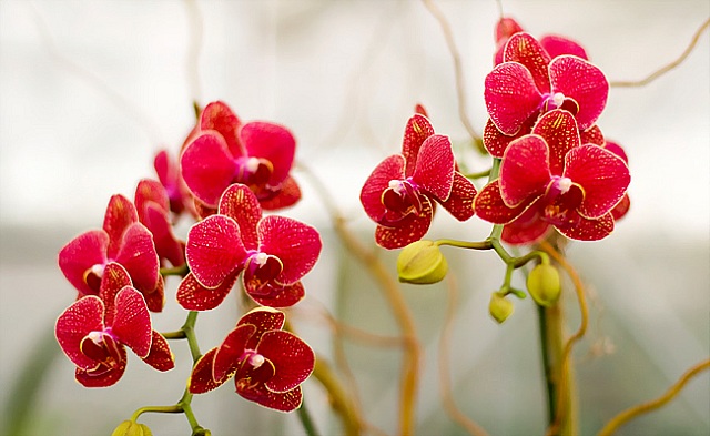 Lan hồ điệp màu đỏ Lan hồ điệp màu đỏ