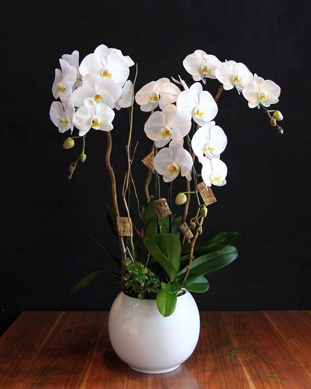 Lan hồ điệp trắng tượng trưng cho sự thuần khiết, sang trọng Lan hồ điệp trắng tượng trưng cho sự thuần khiết, sang trọng