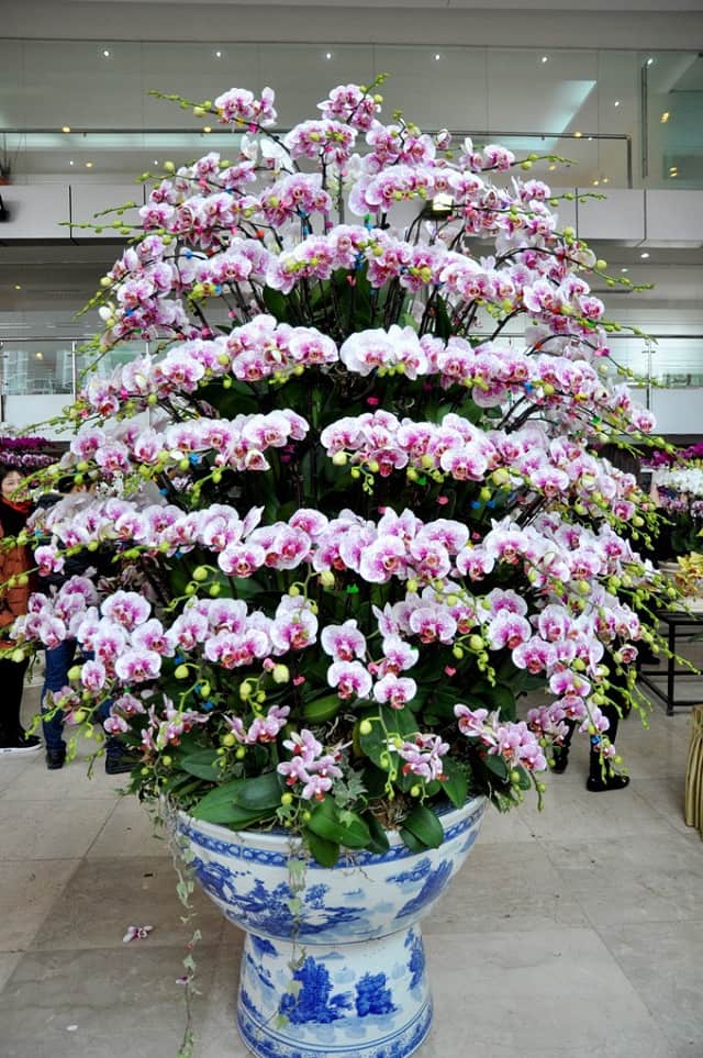 Lưu ý khi bạn mua sỉ lan hồ điệp