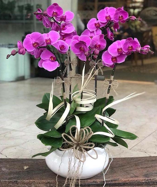 Mất bao lâu để cây Lan Hồ Điệp ra hoa?