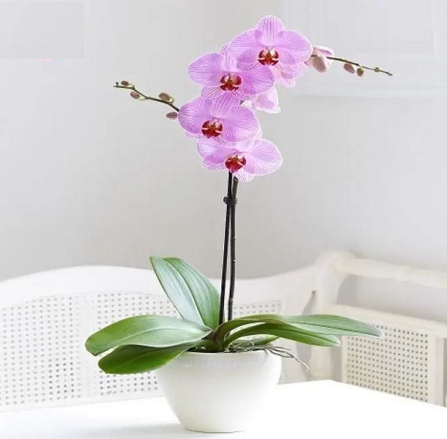 Mua chậu lan hồ điệp tại Vườn Lan Đà Lạt Mua chậu lan hồ điệp tại Vườn Lan Đà Lạt