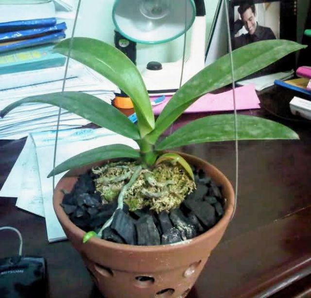 Mua giá thể địa chỉ uy tín