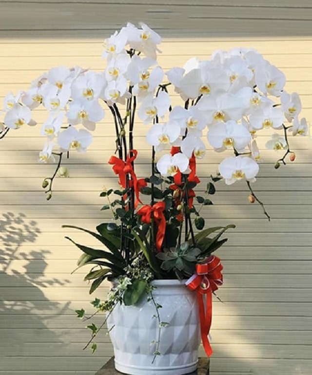 Mua lan hồ điệp ở đâu tốt nhất?