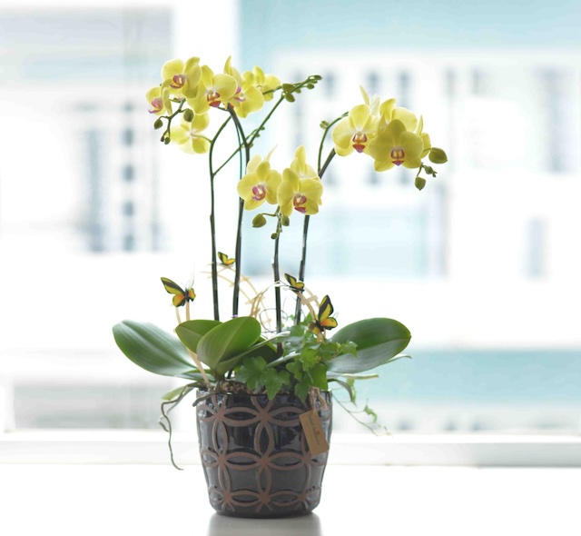 Nhiệt độ thích hợp sẽ cho ra những bông hoa đẹp nhất