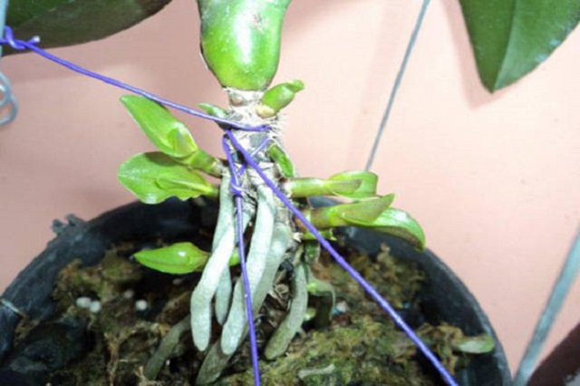 Siết thân ép ra mầm