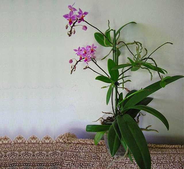 Tạo chồi mới từ cành