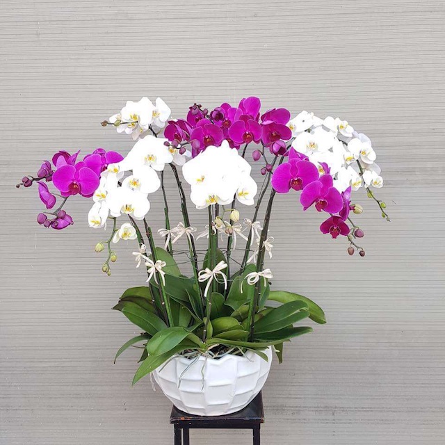 Trồng Lan Hồ Điệp như thế nào cho đúng cách?