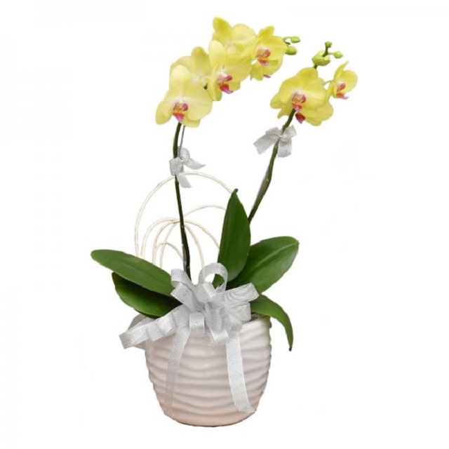 Ý nghĩa của chậu lan hồ điệp 2 cành là gì?