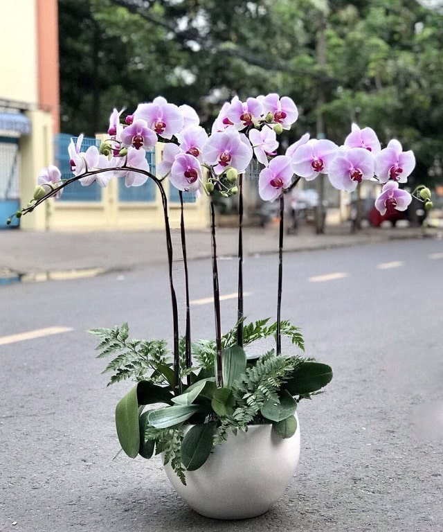 Ý nghĩa của chậu lan hồ điệp 5 cành là sự may mắn, cân bằng