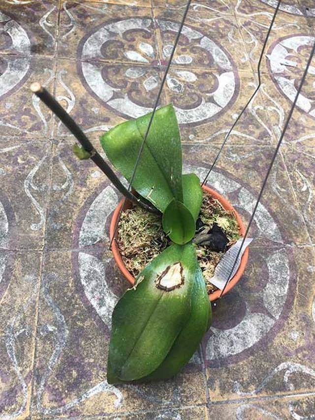 Ánh sáng mặt trời sẽ là nguyên nhân khiến cho hoa lan bị nhạt màu hơn