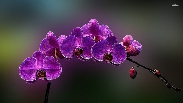 Cách lựa chọn bình hoa lan hồ điệp Cách lựa chọn bình hoa lan hồ điệp
