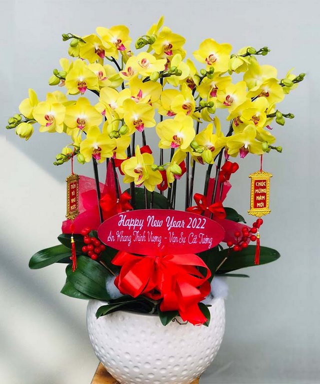Chậu lan đẹp ngày tết đem tới sự dồi dào, phú quý và sung túc Chậu lan đẹp ngày tết đem tới sự dồi dào, phú quý và sung túc