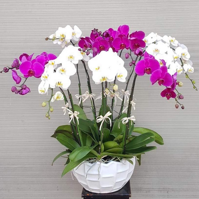 Chậu lan hồ điệp phối màu đặc sắc, có ý nghĩa vô cùng đặc biệt Chậu lan hồ điệp phối màu đặc sắc, có ý nghĩa vô cùng đặc biệt