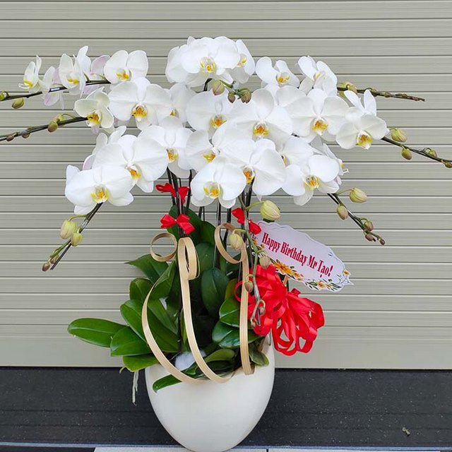 Chậu lan hồ điệp đẹp phù hợp để làm quà tặng cho dịp nào? Chậu lan hồ điệp đẹp phù hợp để làm quà tặng cho dịp nào?