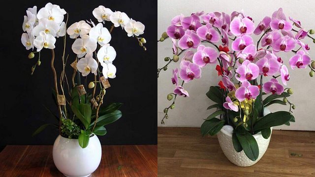 Lựa chọn hoa Lan Hồ Điệp tươi tắn có màu sắc bắt mắt