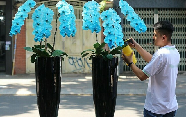 Đặc điểm sinh trưởng cho Lan Hồ Điệp Đặc điểm sinh trưởng cho Lan Hồ Điệp