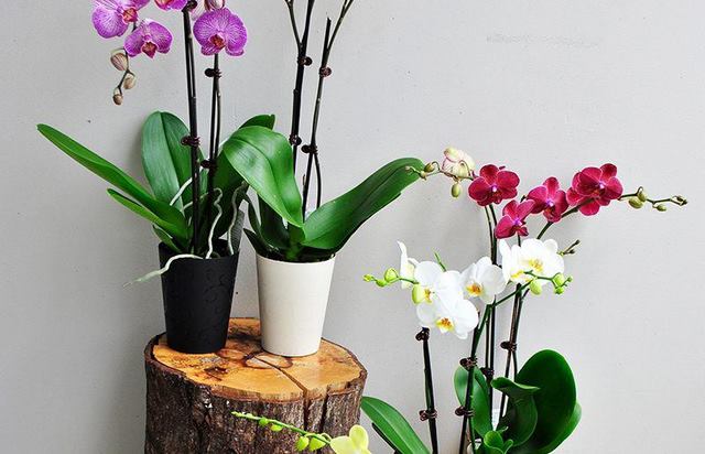 Đặc điểm khác lạ của quả hoa Lan Hồ Điệp Đặc điểm khác lạ của quả hoa Lan Hồ Điệp