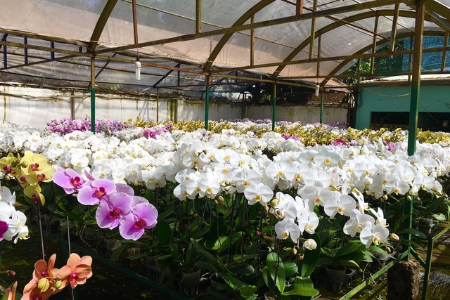 Sử dụng thêm các thiết bị hỗ trợ khi trồng lan Sử dụng thêm các thiết bị hỗ trợ khi trồng lan