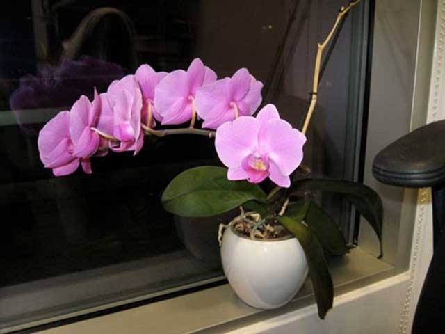 Để có thể sở hữu được một chậu hoa rực rỡ nhất thì bạn cần phải chăm sóc cho thật tốt Để có thể sở hữu được một chậu hoa rực rỡ nhất thì bạn cần phải chăm sóc cho thật tốt