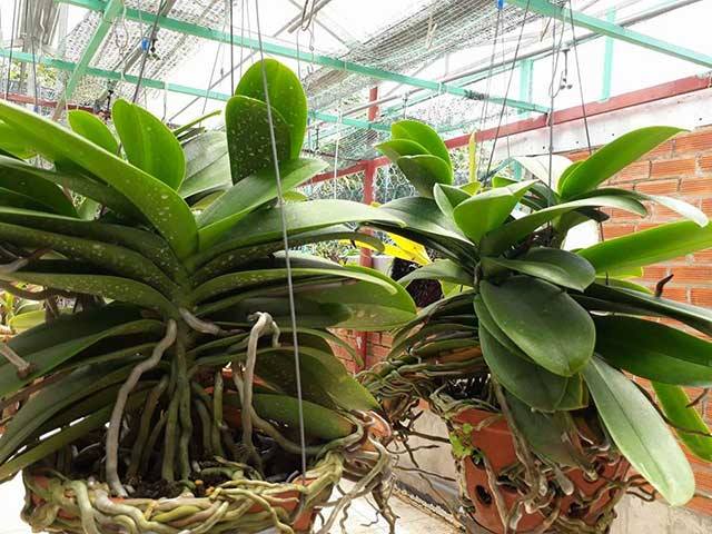 Di chuyển chậu hoa đến một nơi ấm hơn và thông thoáng hơn